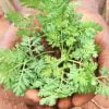 Artemisia annua