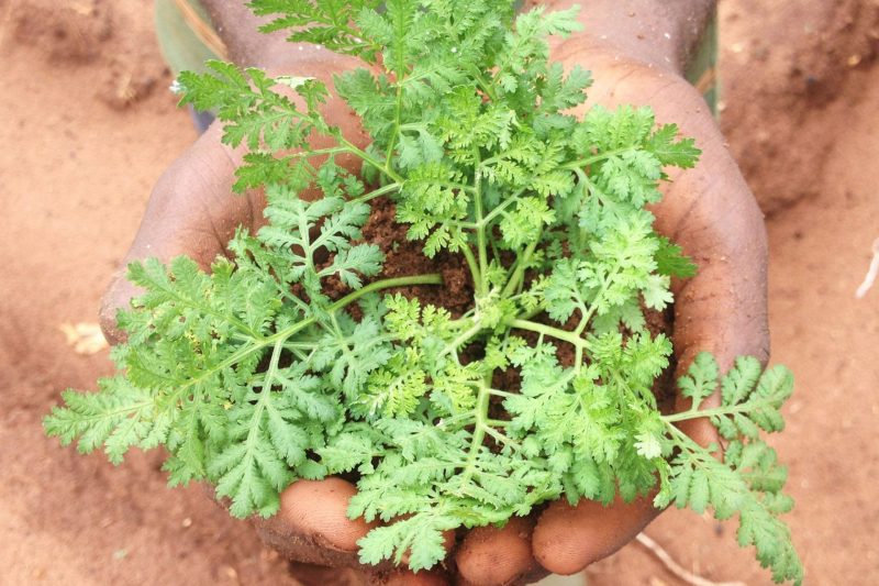 Artemisia annua